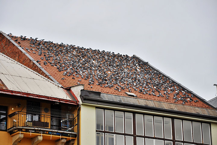 A2B Pest Control are able to install spikes to deter birds from roofs in Southfields. 