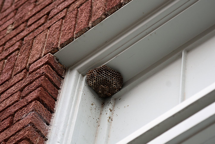 We provide a wasp nest removal service for domestic and commercial properties in Southfields.